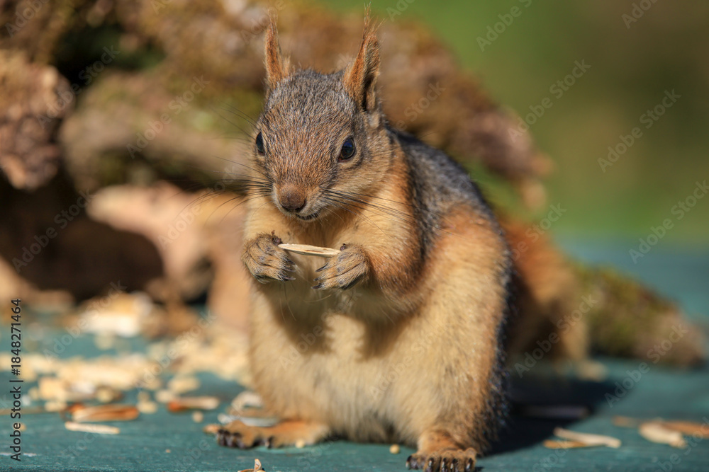 Fototapeta premium cute squirrel eating nut in nature
