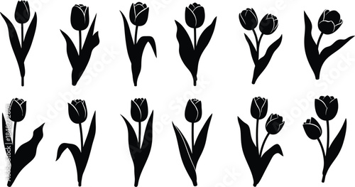 Elegant tulip silhouettes in various poses on transparent background