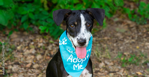 Dog Adopt Pet Rescue Kennel Animal Adoption Shelter Banner Header
