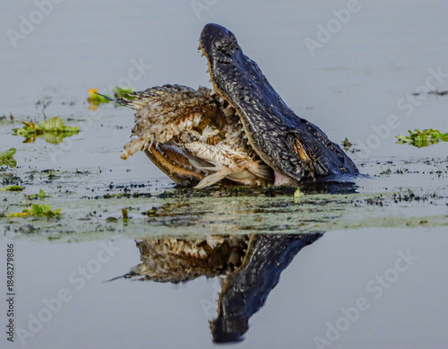 American Alligator With a Huge Fish Catch Open Wide jaws of death 

