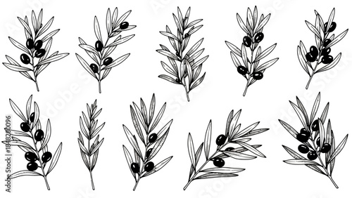 Detailed sketch of olive branches with leaves and olives, botanical illustration