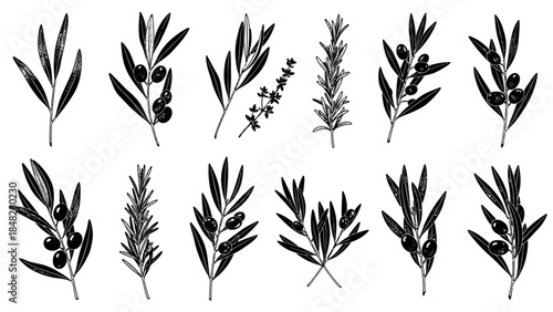 Elegant botanical illustration featuring hand-drawn herbs and olive branches isolated