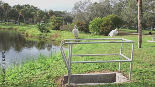 Two White Ibis Standing on Metal Rail By Water With Curved Orange Bill On Green Field beside Crescent Lake.Pan beside calm blue water. Its long, curved orange bill and bright eye create a striking nat
