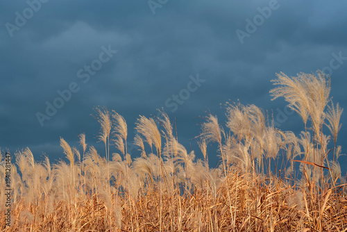Golden Silver Grass Field Swaying under Dramatic Dark Stormy Sky