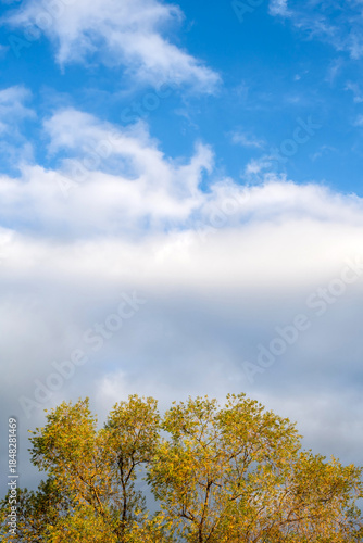 Golden Autumn Tree Leaves against Bright Blue Sky with White Clouds