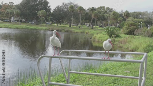 Two White Ibis Standing on Metal Rail By Water With Curved Orange Bill On Green Field beside Crescent Lake.Pan beside calm blue water. Its long, curved orange bill and bright eye create a striking nat