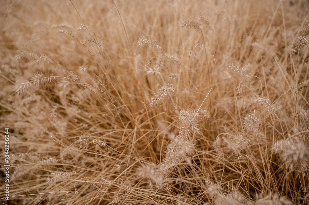Fototapeta premium Dry golden ornamental grass texture with soft natural pattern