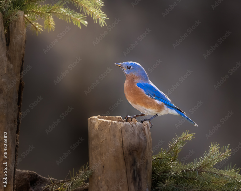 Obraz premium Bluebird on solitary perch
