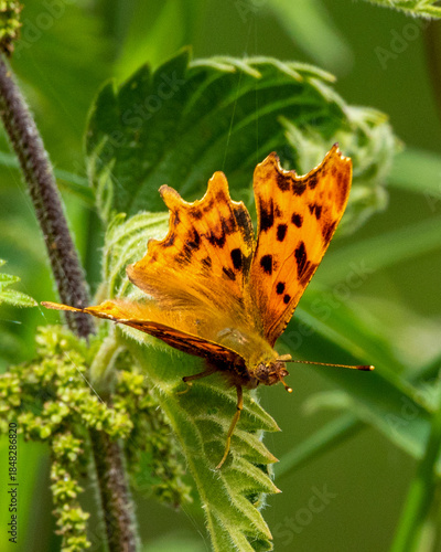 Comma, a British native butterfly