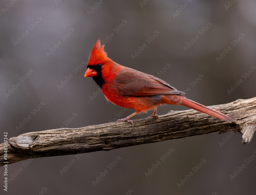 Obraz premium Red cardinal on branch