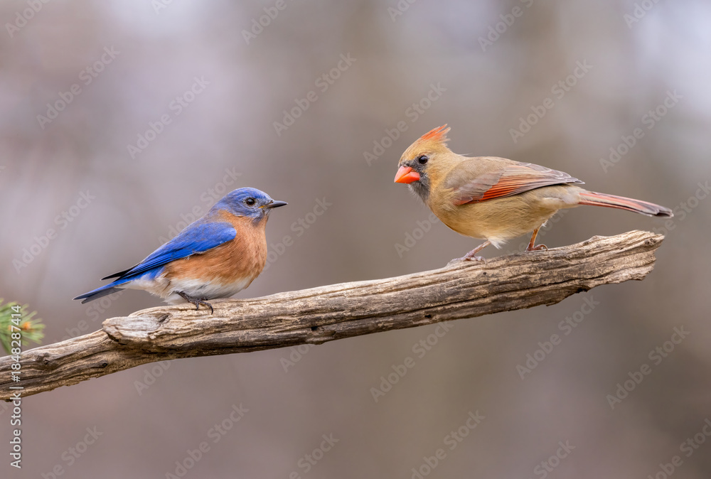 Obraz premium bluebird and cardinal on branch