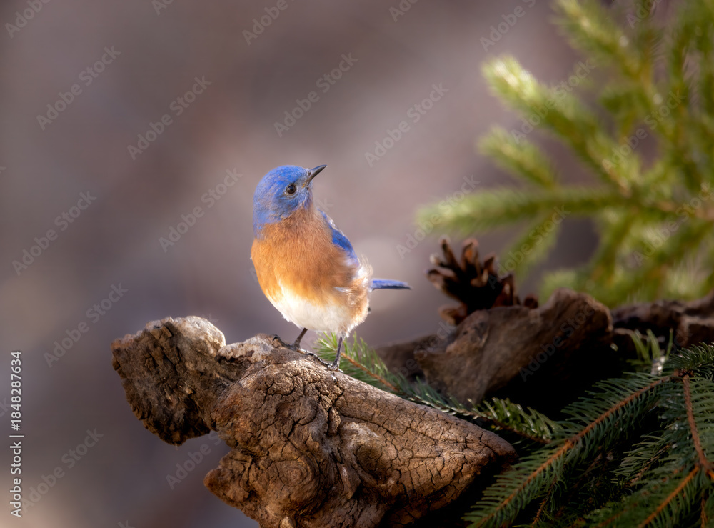 Fototapeta premium bluebird among pine trees