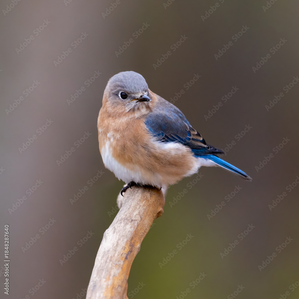 Fototapeta premium bluebird on single branch