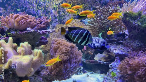 tropical fish swimming in clear water
