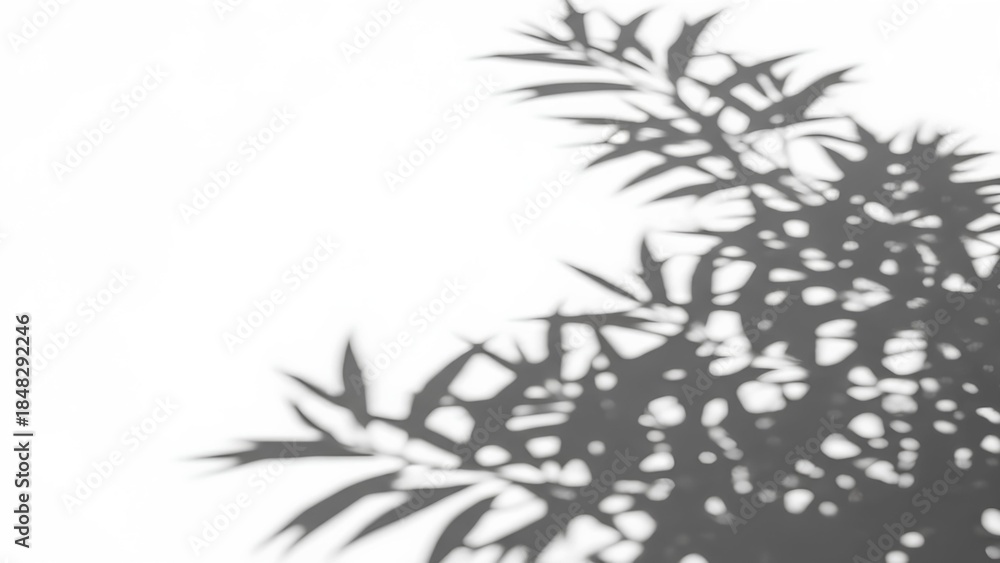 Obraz premium Shadows of leaves on a white wall from a high viewpoint