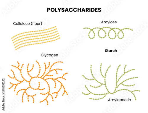 Vector illustration of polysaccharides examples. Starch, glycogen, and cellulose	