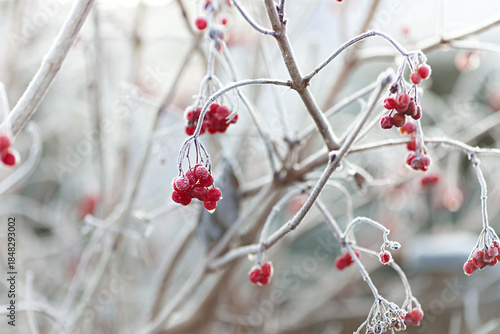 Frost covered branches with bright red berries on a viburnum. Viburnum opulus shrub in winter with bird berries. Peaceful and quiet winter landscape in the morning