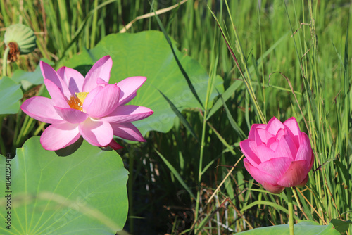 神野公園　大賀ハス