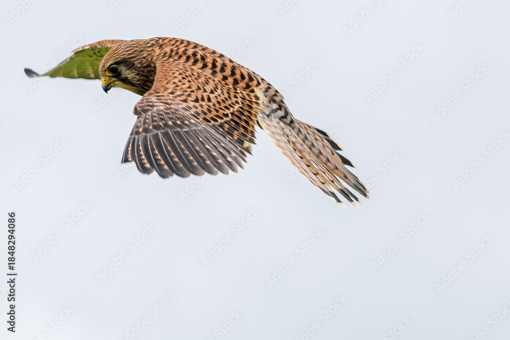Fototapeta premium Birds of prey