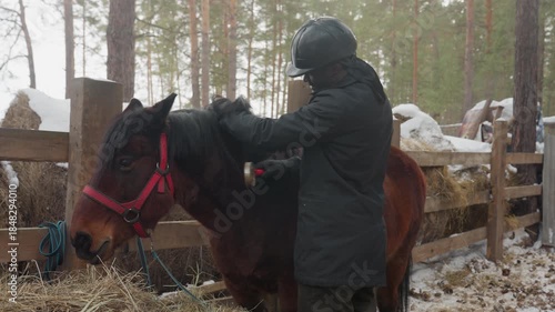 groom brushing bay horse closely in snowy paddock, hands adjusting girth and comforting horse at wooden stall; intimate care routine with soft hay, leather tack inspection and calm winter barn