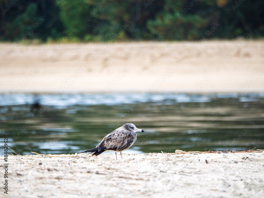 Fototapeta premium 天橋立の海辺に佇むウミネコの若鳥