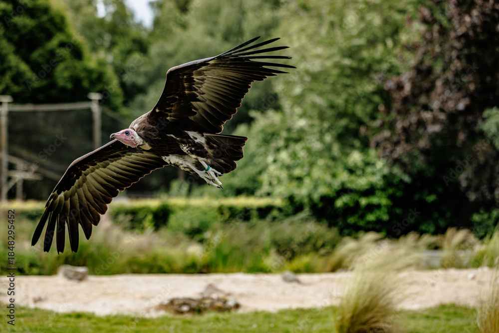 Obraz premium Birds of prey