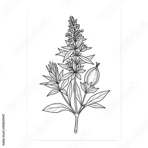 Detailed Botanical Line Art Illustration of a Flowering Herb with Leaves and Seed Pod, Hand-Drawn Outline Sketch, Monochrome Nature Drawing