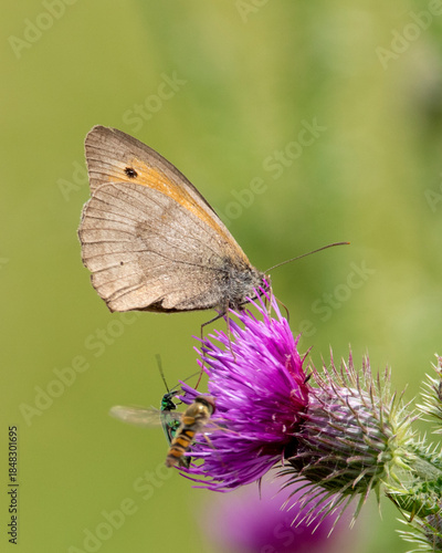 Meadow brown butterfly on a thistle flower. Macro image.