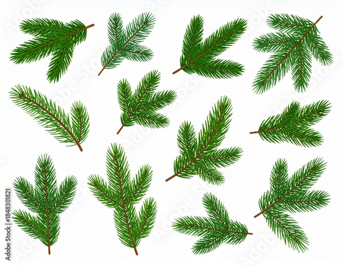 Set of christmas branches isolated on white