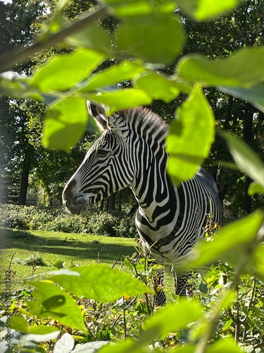 zebra in park