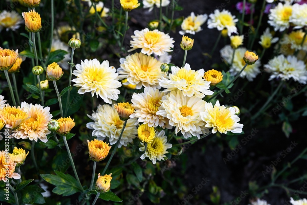 Fototapeta premium Cream Chrysanthemum Kremovaya in bloom. Soft yellow and white petals creating a gentle autumn floral composition in natural light.