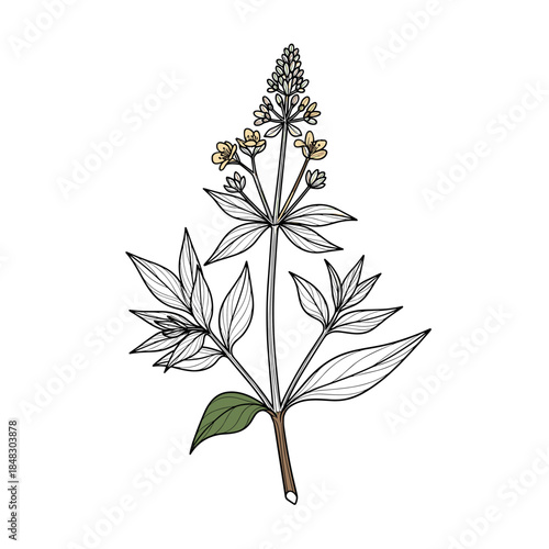 Hand-Drawn Botanical Illustration of a Flowering Plant Stem with Delicate Yellow Blossoms and Green Leaves on White