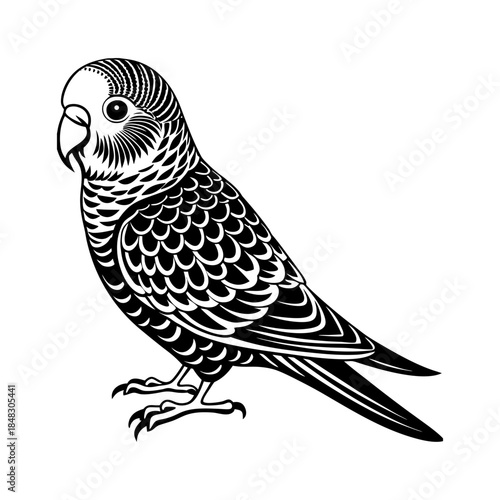 Budgie Parakeet