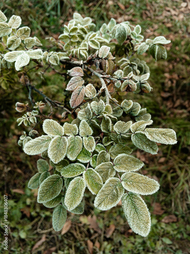 Young hoarfrost covers delicate green rosehip leaves. First frost.