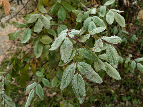 Young hoarfrost covers delicate green rosehip leaves. First frost.