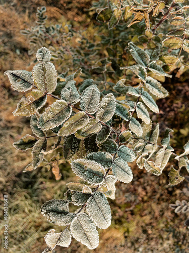 Young hoarfrost covers delicate green rosehip leaves in early morning. First frost.