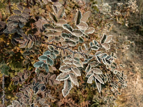 Young hoarfrost covers delicate green rosehip leaves in early morning. First frost.