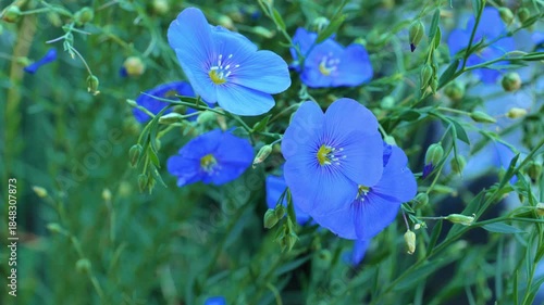 Flax flowers and buds close-up.Blue flax flowers.Linum. Blue flowers in the garden landscape.Linum usitatissimum.Agricultural crop. Raw material for flaxseed and fiber. 4k footage