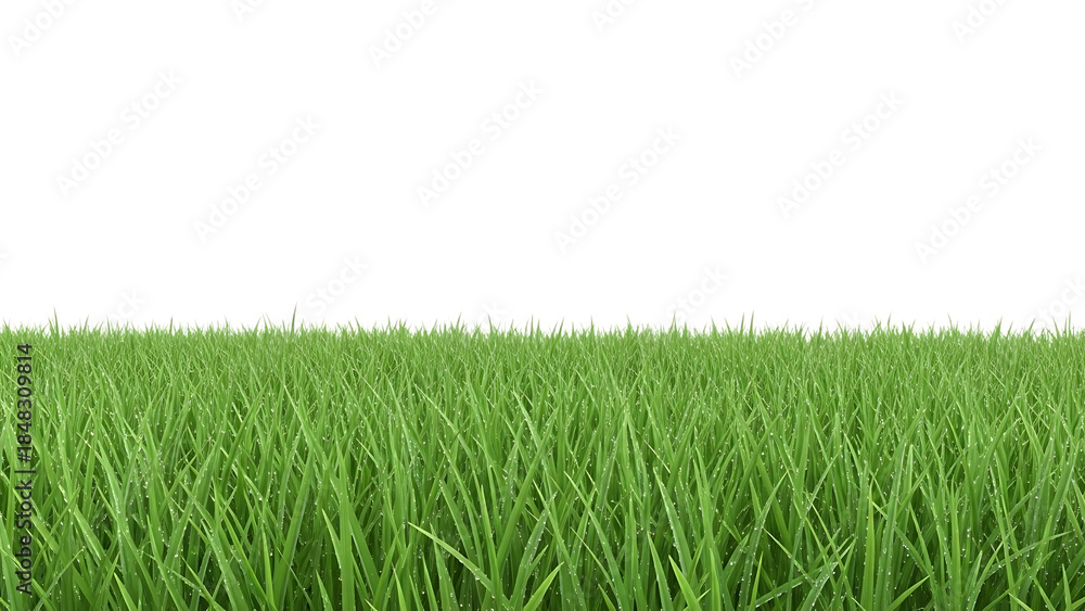 Obraz premium Green grass blades isolated on a transparent background lawn turf 1
