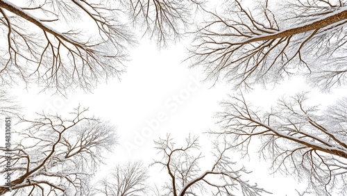 Snow Covered Tree Branches Against a White Sky in Winter bare branches 1