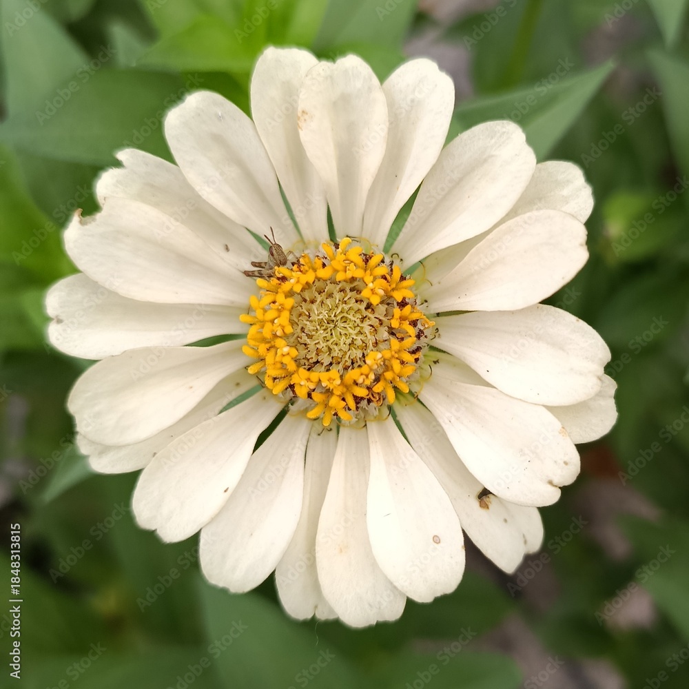 Fototapeta premium Close up of a white Zinnia flower with a small grasshopper on the pollen.