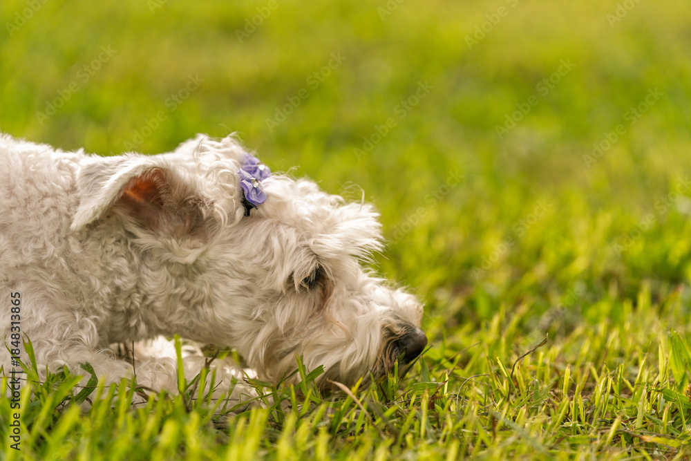 Fototapeta premium White terco dog smelling fresh green grass