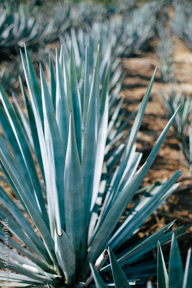 Fototapeta premium Agave fields