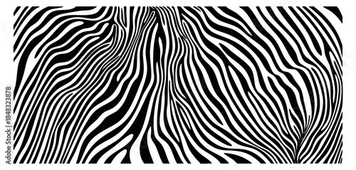 Black and white zebra pattern collection with stripes minimalist flat vector