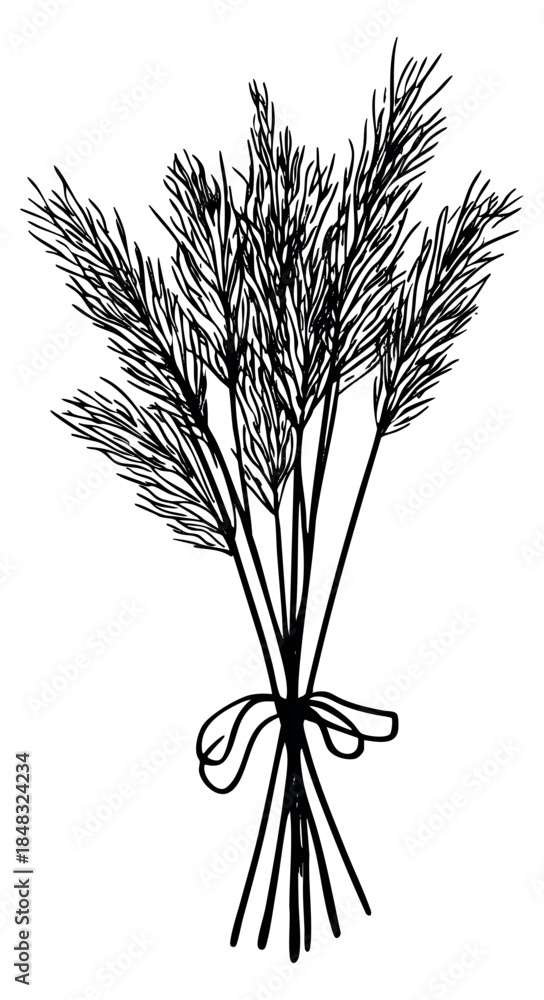 Fototapeta premium Simple wheat stalks bunch with bow hand drawn outline illustration