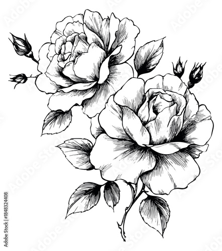 Rose flower with buds and leaves hand drawn vector illustration