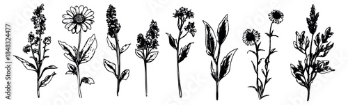 Wildflower collection with daisy, bellflower and other flowers black and white line art