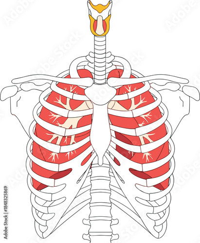 Human Respiratory System Diagram for Medical Education and Health-Related Content.