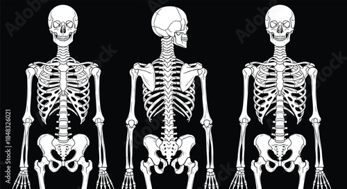 Human skeleton anatomy front and back view vector illustration including skull and ribcage isolated on black