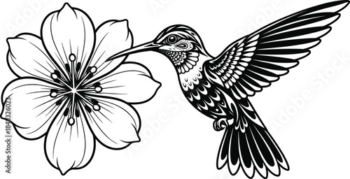 Hummingbird feeding from flower in flight, black and white nature vector illustration of pollination and wildlife interaction scene